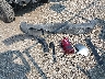 1FMEE5DP9PL****** Wrecked 2023 Ford Bronco in Ohio State