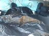 JM3KFBCM9M0****** Wrecked 2021 Mazda CX-5 in Providence