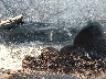 2B3KA43R07H****** Used 2007 Dodge Charger in Little Rock