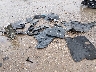 5UXTY3C07M9****** Salvage and Wrecked 2021 BMW X3 in Houston North