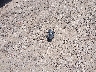 3G1BE6SM6JS****** Wrecked 2018 Chevrolet Cruze in Texas State