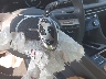 KMHL54JJ3RA****** Salvamento 2024 Hyundai Sonata Hybrid en Estado de Ohio