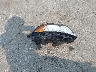 MAJ3S2GE5KC****** Destrozados 2019 Ford Ecosport en Estado de Illinois