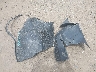 5GAKVBKDXEJ****** Destrozados 2014 Buick Enclave en Estado de Vermont