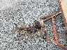 VA2246**** Repairable 1992 Homemade Trailer in Pulaski