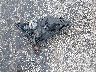 JTHBE1BL0E5****** Destrozados 2014 Lexus GS 350 en Estado de Texas