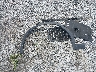 5UXTY3C04M9****** Wrecked 2021 BMW X3 in Georgia State