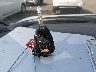 1D8GP45R96B****** Salvamento 2006 Dodge Caravan en Estado de Ohio