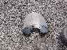 56KDLBAG2N3****** Destrozados 2022 Indian Chief Bobber en Estado de Utah