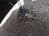KNAFU4A28C5****** Salvage 2012 Kia Forte in Louisiana State