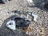 2C4RDGCG2KR****** Destrozados 2019 Dodge Grand Caravan en Estado de Nueva York
