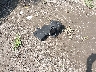 JN1BJ1CRXHW****** Wrecked 2017 Nissan Rogue Sport in Maryland State