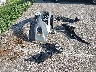 2GNALCEKXG1****** Wrecked 2016 Chevrolet Equinox in Indiana State