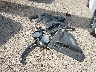 1GNSCAE0XBR****** Wrecked 2011 Chevrolet Tahoe in Texas State
