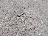 5YFS4MCE7PP****** Destrozados 2023 Toyota Corolla en Estado de Texas