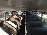 1T7YR4A2991****** Destrozados 2009 Thomas Built Buses School Bus en Lexington