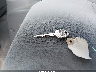 JALC4W16987****** Repairable 2008 Isuzu Dsl Reg in Tidewater