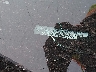 5N1BT3BB4RC****** Repairable 2024 Nissan Rogue