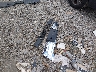2FMDK3KC3DB****** Destrozados 2013 Ford Edge en Estado de Tennessee