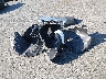 1N6AD0EV1HN****** Wrecked 2017 Nissan Frontier in North Carolina State