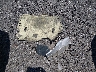 3LN6L2G97FR****** Wrecked 2015 Lincoln MKZ in South Carolina State