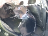 JF2SJAHC5EH****** Wrecked 2014 Subaru Forester in Ace Carson