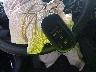 2HGFE4F82TH****** Salvamento 2026 Honda Civic Hybrid en Estado de Luisiana