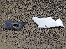1N6ED27Y51C****** Wrecked 2001 Nissan Frontier in Oregon State