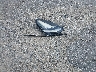 5YJ3E1EA3JF****** Wrecked 2018 Tesla Model 3 in Virginia State