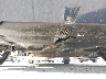 WBY33FK04RC****** Salvage and Repairable 2024 BMW I5 in California State