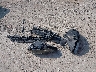 3VWC57BU8KM****** Wrecked 2019 Volkswagen Jetta in Ohio State