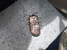 1C4RJEBG3JC****** Salvage 2018 Jeep Grand Cherokee in Florida State