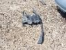 1G1125S30EU****** Salvage 2014 Chevrolet Impala in Ohio State
