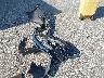 3FAHP0JA0AR****** Wrecked 2010 Ford Fusion in Indiana State