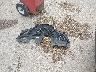 5N1AT2MT5GC****** Wrecked 2016 Nissan Rogue in Texas State