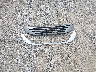5TDYK3DC4DS****** Wrecked 2013 Toyota Sienna in Ohio State