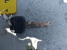 5TDZZRFH7KS****** Salvamento 2019 Toyota Highlander en Estado de Texas