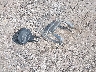 1HD1FRM16CB****** Wrecked 2012 Harley-Davidson Road King Special in Oklahoma State