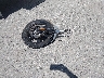 1HD1YYK17RB****** Salvamento 2024 Harley-Davidson FXBBS en Estado de New Hampshire