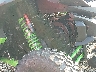 JKARTCF11TB****** Usados 2026 Kawasaki Teryx4 en Rec Rides Online Exclusive