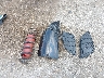 1C6RR7KT8DS****** Wrecked 2013 RAM 1500 in Indiana State