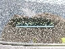 JTDEPMAE0MJ****** Repairable 2021 Toyota Corolla