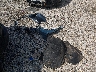 1FMCU0G69NU****** Wrecked 2022 Ford Escape in Arkansas State