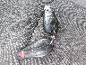 3C6RR7LT1GG****** Salvamento 2016 RAM 1500 en Estado de Illinois