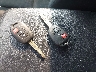JTMBFREV6HJ****** Salvamento 2017 Toyota RAV4 en Estado de Wisconsin