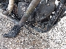 1HD1LC311EC****** Salvamento 2014 Harley-Davidson Forty-Eight