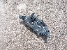 JN1BJ1CP6HW****** Destrozados 2017 Nissan Rogue Sport en Estado de Texas