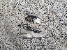 1FTFW1ED0MF****** Wrecked 2021 Ford F-150 in South Carolina State
