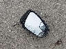 JTMBFREV2GJ****** Wrecked 2016 Toyota RAV4 in Kansas State