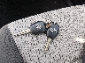 JTMZFREV6FJ****** Salvamento 2015 Toyota RAV4 en Estado de Colorado